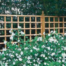 4ft by 6ft (1220mm x 1830mm) Forest Heavy Duty Trellis