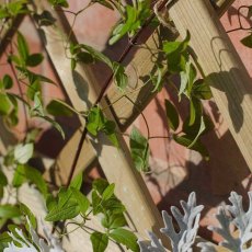 Forest Toulouse Planter - Detail of trellis