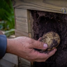 2 X 2 (0.60m X 0.60m) Forest Potato Planter - Close Up View