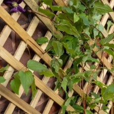 1 x 3 Forest Trellis Planter - Close Up View